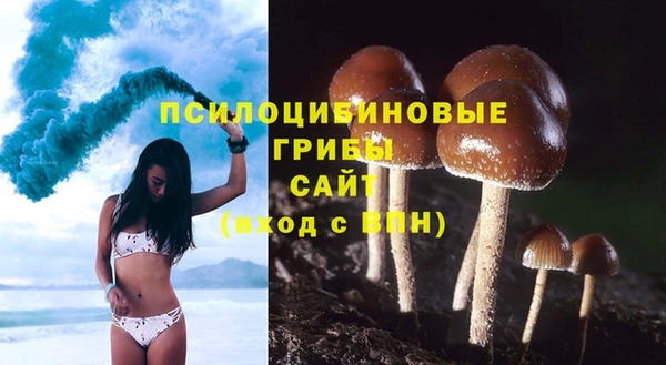 шишки Аркадак